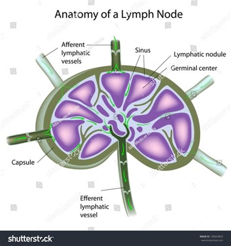 5851 Anatomy Lymph Node Images Stock Photos 3d Objects And Vectors
