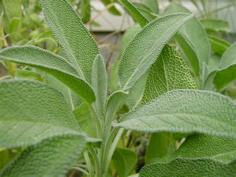The Herb Gardener Sage Is Good For More Than Stuffing