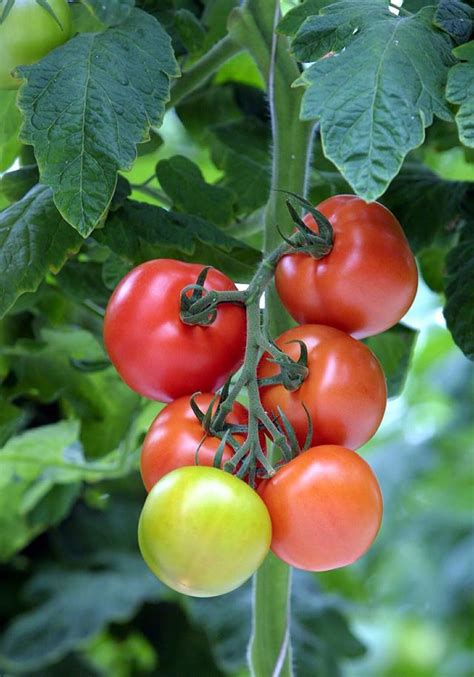 How To Save Tomato Seeds Australian House And Garden