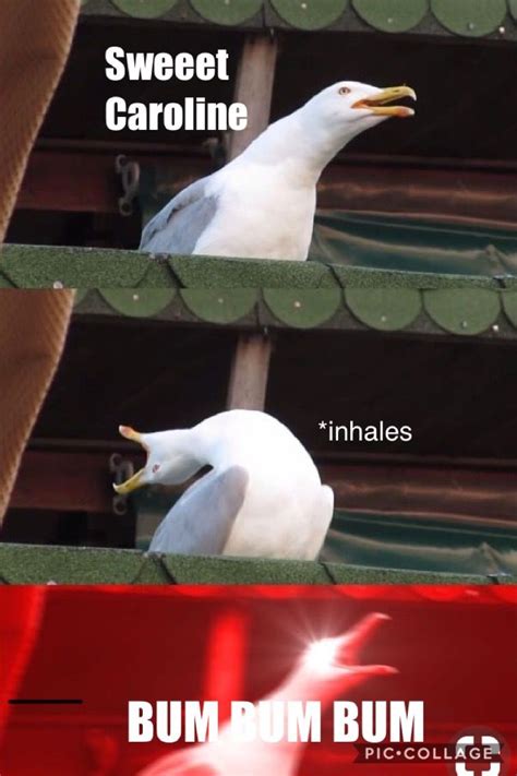 Inhaling Seagull Meme Hamilton Funny Hamilton Jokes Hamilton Memes