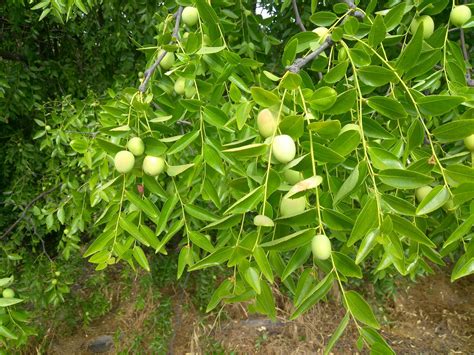 American persimmon trees are well known and are a native persimmon tree to alabama. Southern California Outdoor Fruit tree in my backyard ...