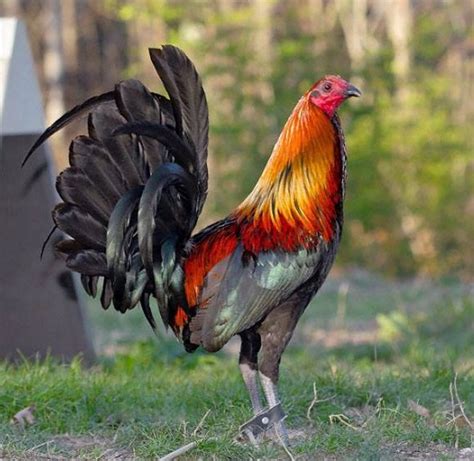 Caracteristicas De Un Buen Gallo De Pelea Imagenes De Gallos Free