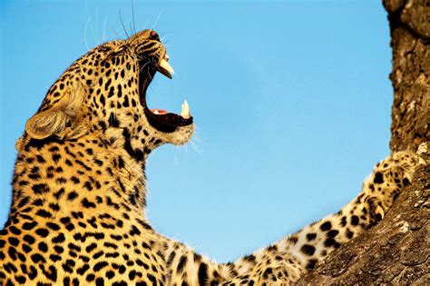 Amazing African Animals The Amazing African Leopards Kings Of The