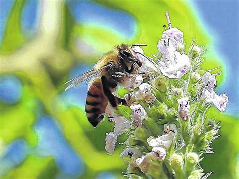 Maybe you would like to learn more about one of these? Helping honey bees survive | Richmond County Daily Journal ...