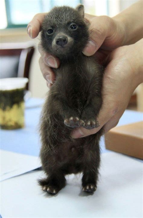 Cute Baby Raccoon Dog Joins Shanghai Police Baby Animals Cute