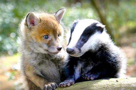 15 Bizarre Animal Friendships Absolutely Adorable