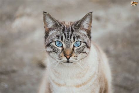 Ojos Azules Rare Blue Eyed Cats Pets4homes