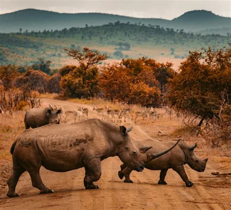 500 Rhino Pictures Hd Download Free Images On Unsplash In 2020