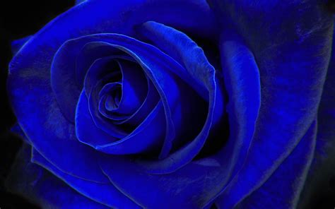 Download Wallpapers Blue Rose Blue Flower Rosebud Macro For Desktop
