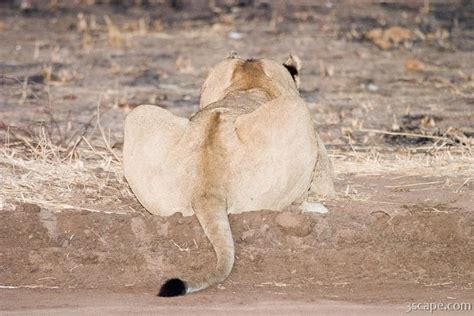 Lion Butt Photograph By Adam Romanowicz