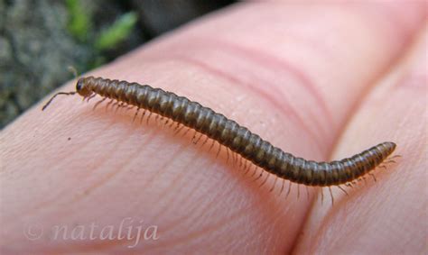 Stonoga Millipede Craspedosoma Rawlinsi Natalija Flickr