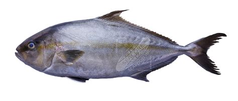 Kampachi Fish