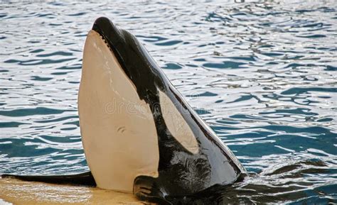 Orca Free Stock Photos And Pictures Orca Royalty Free And Public Domain