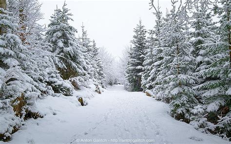 Winter Walk In Switzerland Path Sky Snow Trees Pinetrees Hd