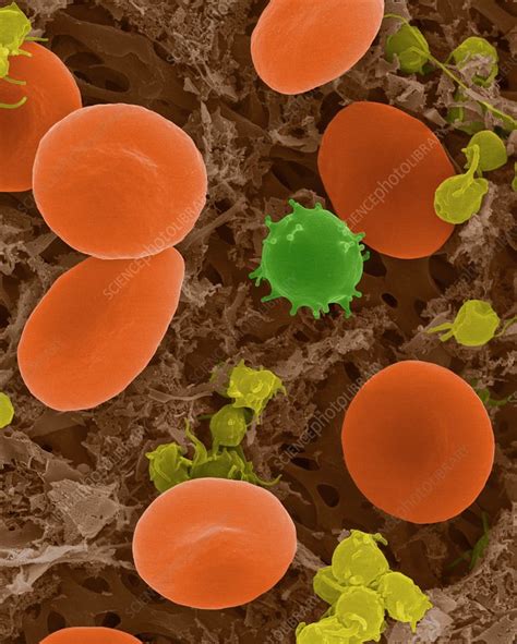 Red Blood Cells White Blood Cell And Platelets Sem Stock Image