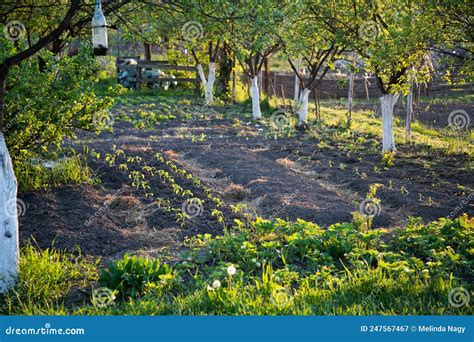 Beautiful Green Vegetable Garden In Early Spring Stock Image Image Of