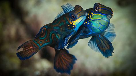 Mating Mandarin Fish Underwater Photos A Master Class Tutorial By