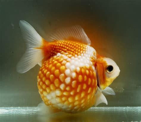 Pearlscale Goldfish Goldfish Wiki Fandom Powered By Wikia