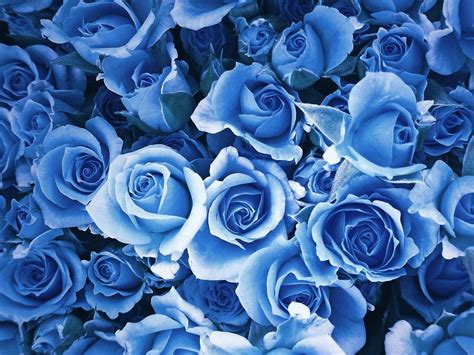 Blue Wallpaper Flowers Rose Blue Rose Desktop Wallpapers Top Free