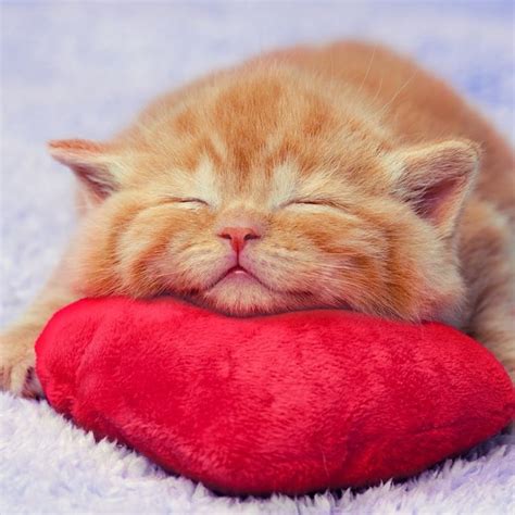 ¿no Es Adorable Gatos Gatos Bonitos Gato Durmiendo