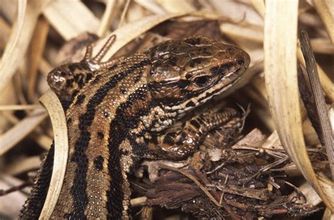 Printable Factsheet Common Lizard Young Peoples Trust For The