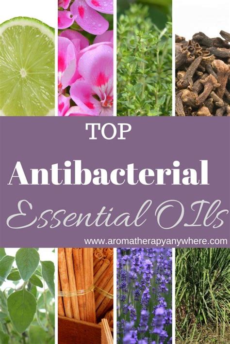 Top Antibacterial Essential Oils And How To Use Them Aromatherapy Anywhere