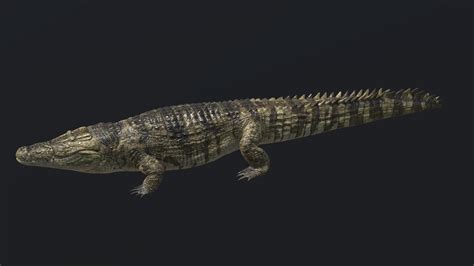 Crocodile 3d Model By Smarte 7b825cf Sketchfab