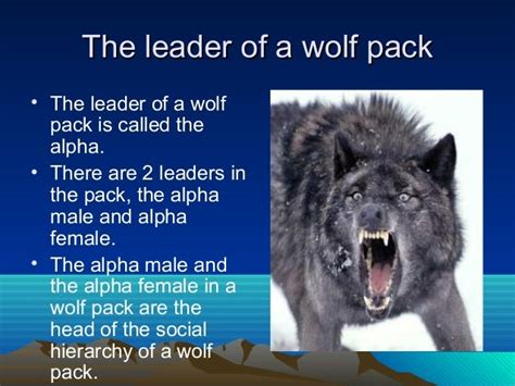 The Life Of Wolves And Some Facts About Them