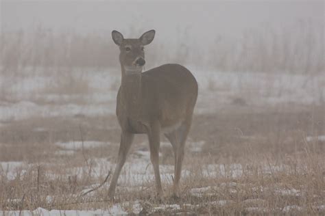 Whitetail Deer In Fog Neal Smith National Wildlife Reserve Flickr
