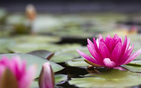 Pink Water Lily Wallpaper Pink Water Lily Flowers Wallpapers