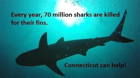 Petition · Ban Shark Fins In Connecticut United States ·