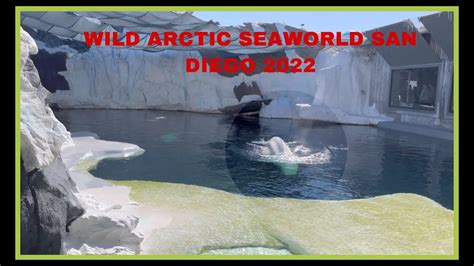 Seaworld San Diego Tour 2022 Wild Arctic And Exhibit Walk Through