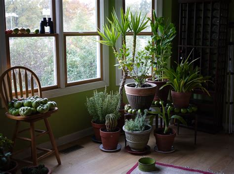 5 Ways To Keep Your Plants Alive Through The Winter My Decorative