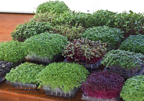Micro Gardening How To Grow Your Own Micro Garden In 10 Steps