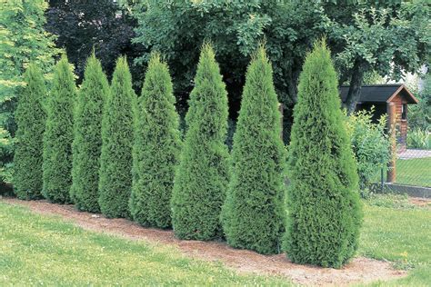 Emerald green thuja arborvitae trees are evergreen trees that are very hearty and lush. 'Emerald Green' Arborvitae: Care and Growing Guide