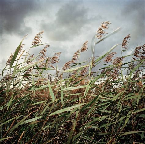 Reeds In The Wind Against A Stormy Sky Reeds Plants Pantheism Dust