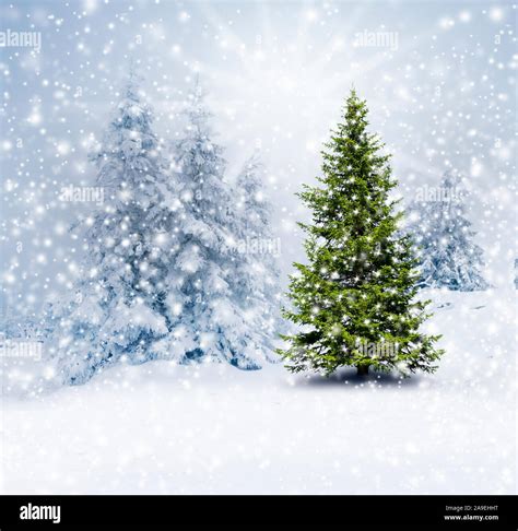 Christmas Tree In The Forest Stock Photo Alamy