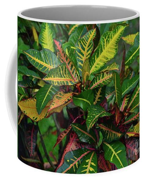 14 Croton Coffee Mug By Joseph Keane Coffee Mugs Mugs Prints