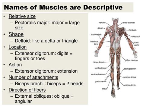 Names Of Muscles Muscle Anatomy Aj Koch