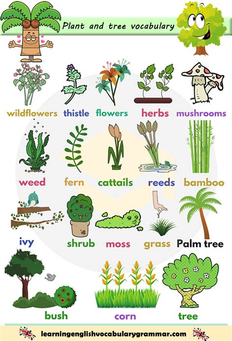 Trees Plants And Flowers Vocabulary List With Pictures Plants