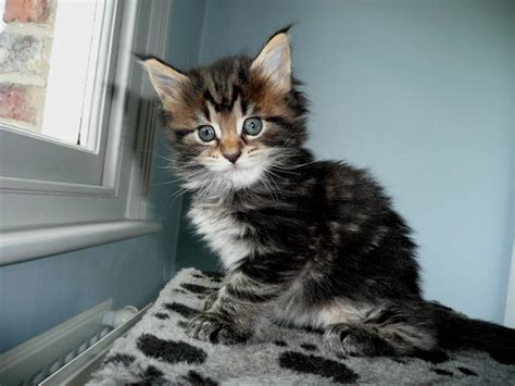 Beautiful cross maine coones looking for loving forever homes 2 girls one. Maine Coon Kittens For Sale FOR SALE ADOPTION from ...