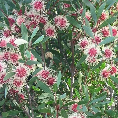 Hakea Laurina Pin Cushion Hakea Seeds X5 Ole Lantanas Seed Store