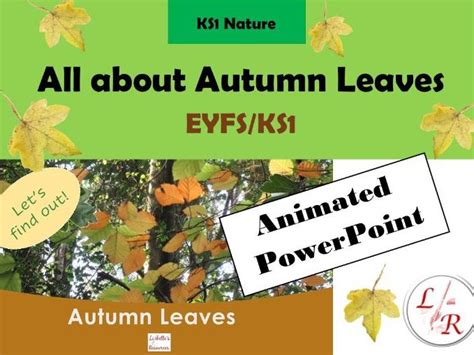 Why Do Leaves Fall In Autumn Eyfsks1 Teaching Resources