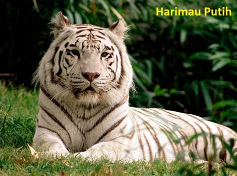 9 gambar sketsa hitam putih terkeren hallo. ivanildosantos: gambar hewan harimau