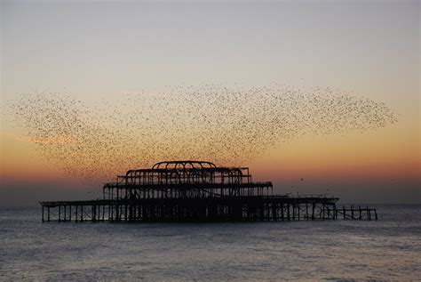 Starlings Over The West Pier Brighton A Flock Of Starling Flickr