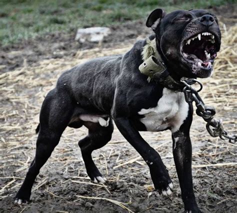 Pinterest Pitbull Terrier Pitbull Dog Dog Games