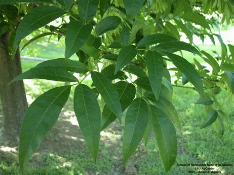 Louisiana Plant Id Fraxinus Pennsylvanica Green Ash