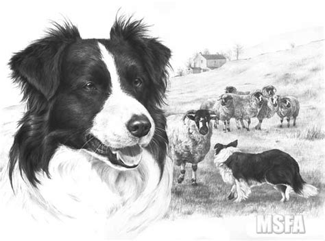 This dog is very cute, and you captured that cute, and intelligence in this dog wonderfully. BORDER COLLIE fine art dog print by Mike Sibley