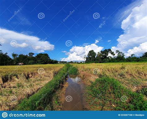 Rice Plants In The Fields Stock Photo Image Of Rice 223267100