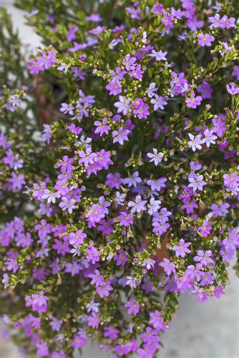 Select from premium heather plant of the highest quality. Mexican Heather - Monrovia - Mexican Heather